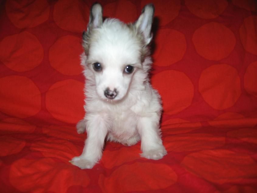 Chattanooga's Chorote