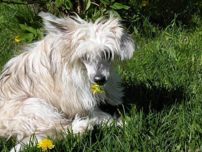 Chattanooga's Chippewyan