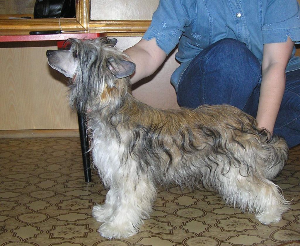 Leon Fleur De Lis Idiliya