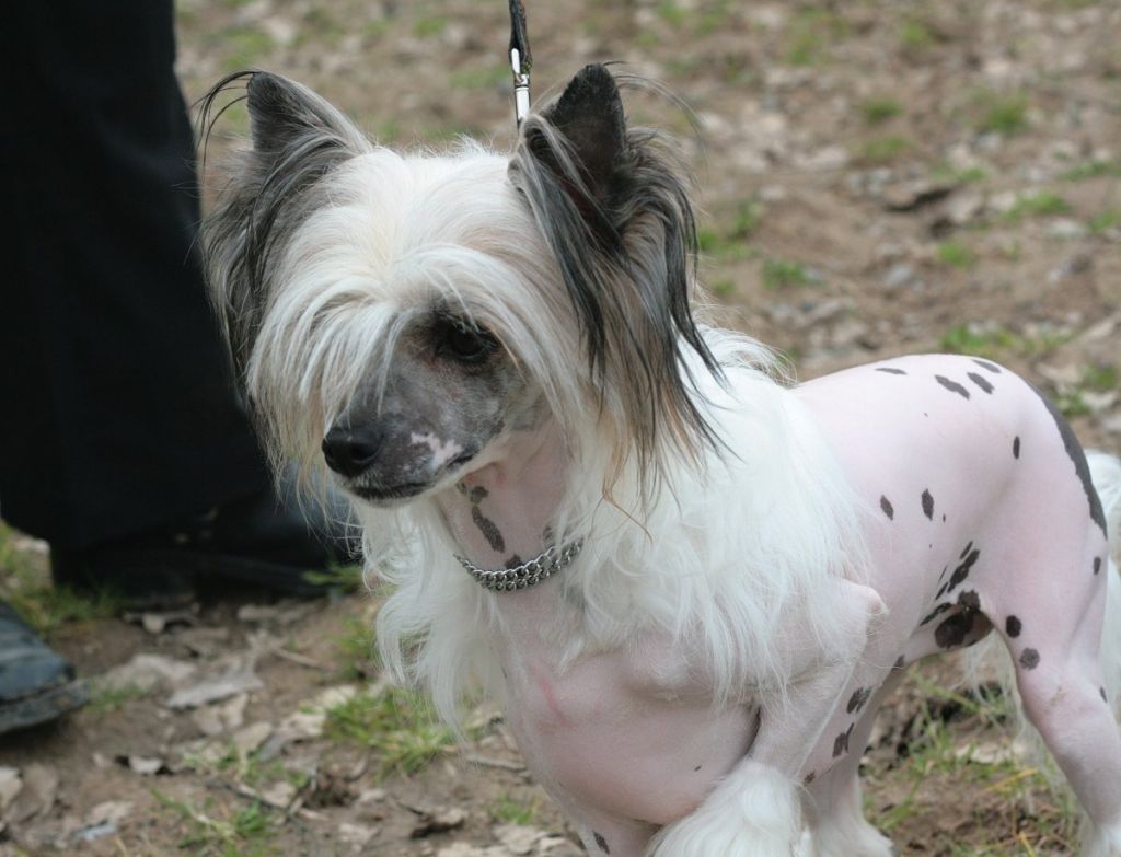 A Kind of Magic Princes de la Roses