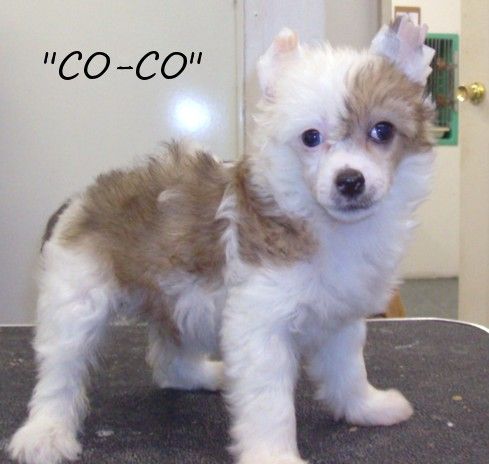 Show'Tell's Kalua-n-Cream