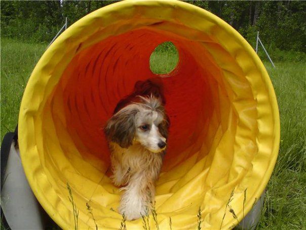 Tiangou's Nice Smile