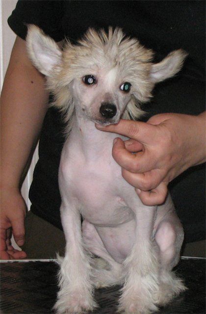  Djemanshi Sun Diamand