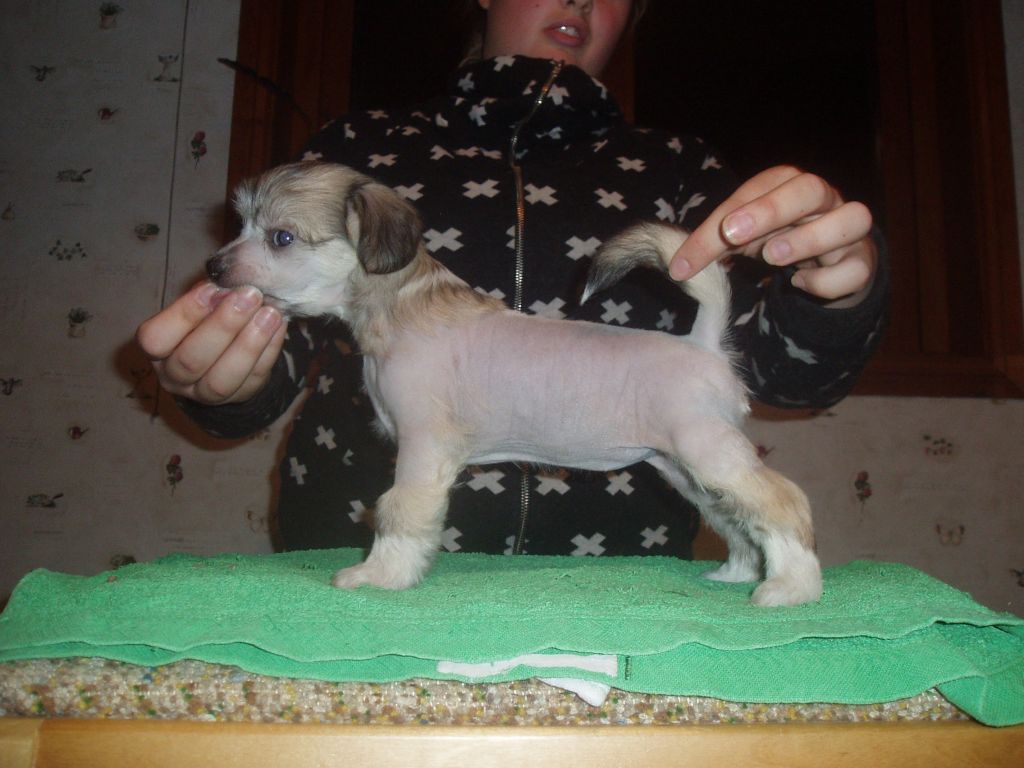 Cosplay's Ami Mizuno