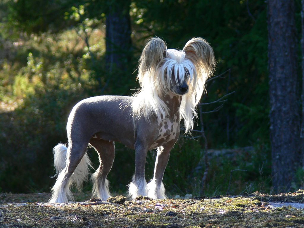 Windy Willow's Aruban Red Gold