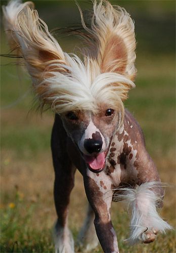 Windy Willow's Azorean Breeze