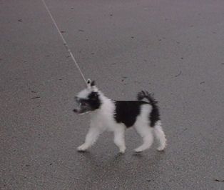 Stillmeadow's Let Freedom Ring