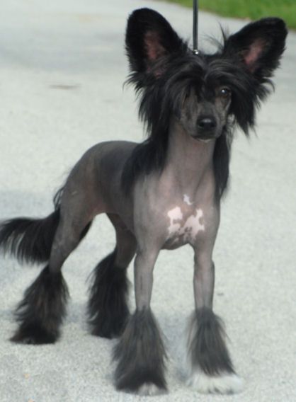 The Phantom of The Opera N'Co