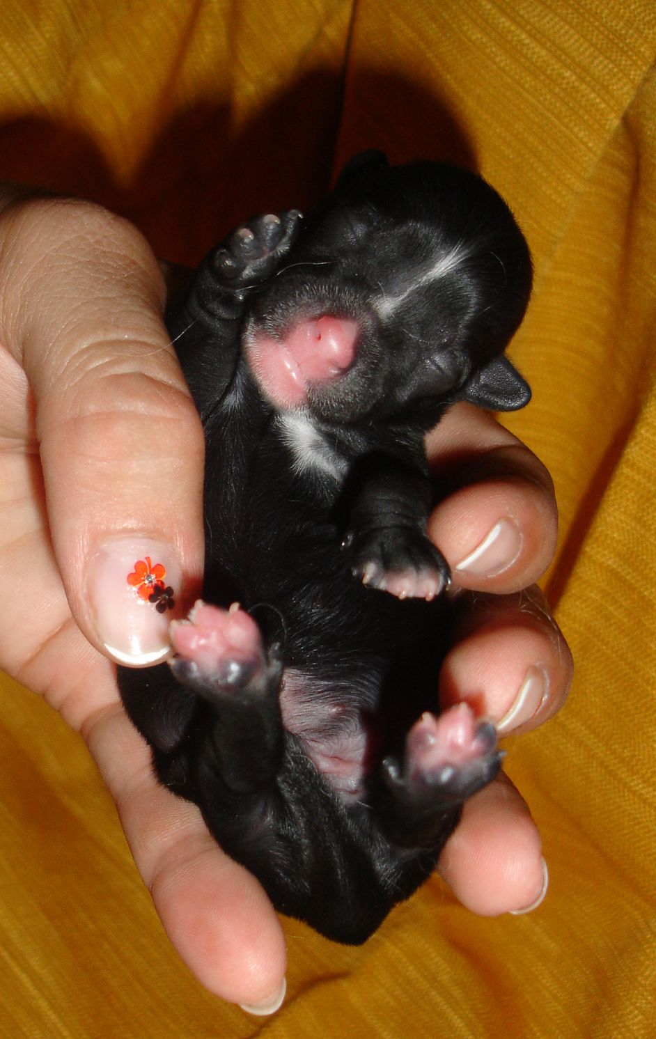 Dark November FalaZairroo