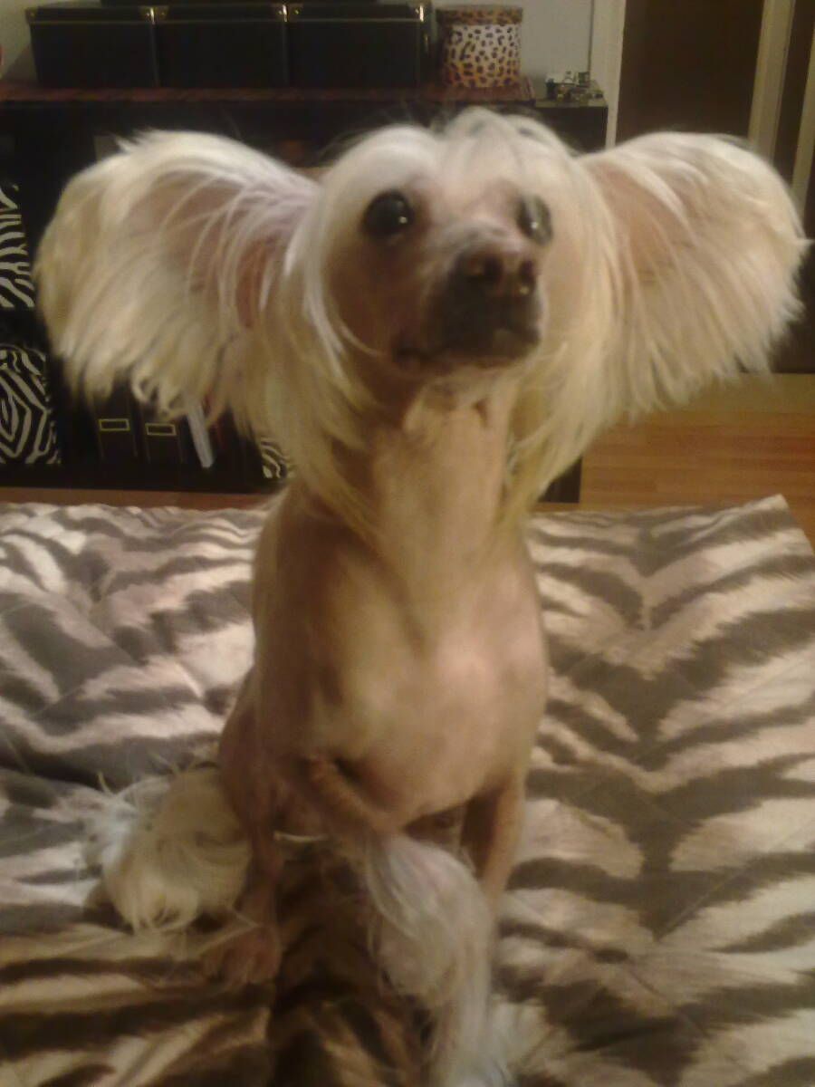 Arte Figure Corcovado