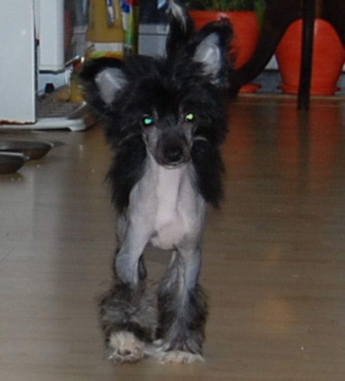 Pure Oxygen Sub-O-Divo