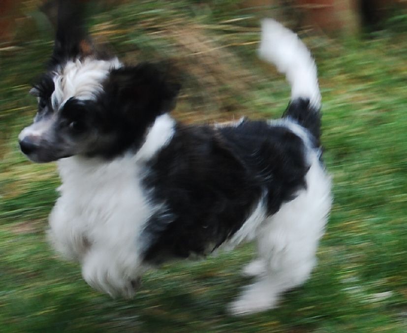 Piano Octavio Sub-O-Divo