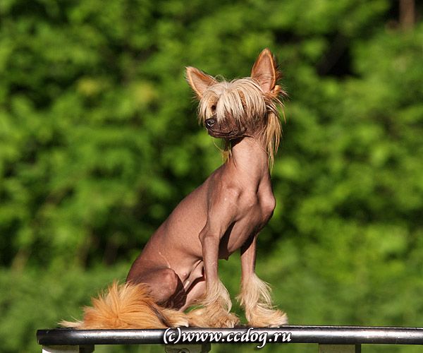 Chastnaya Sobstvennost ot Volnogo Psa