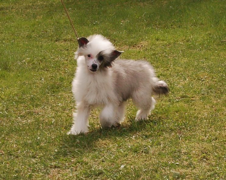 Poulot's Angel We Love