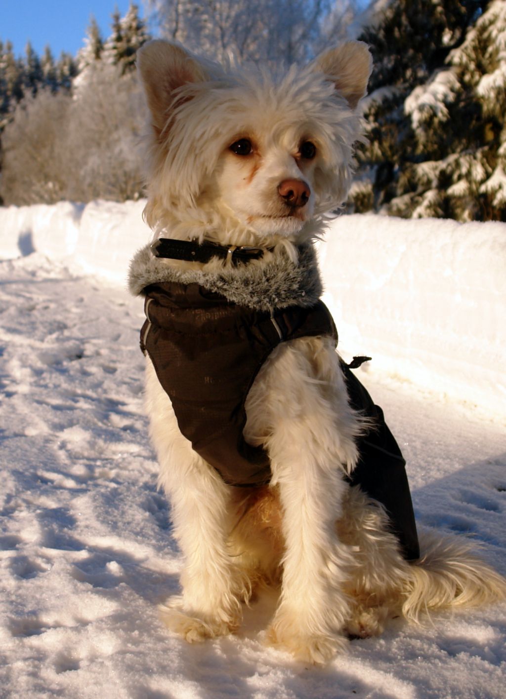 Poulot's A Winner Boy