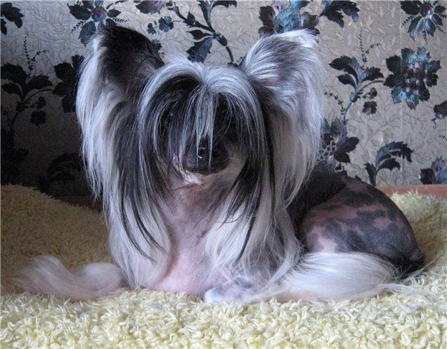 Golden Is Life Riana Innosent Life