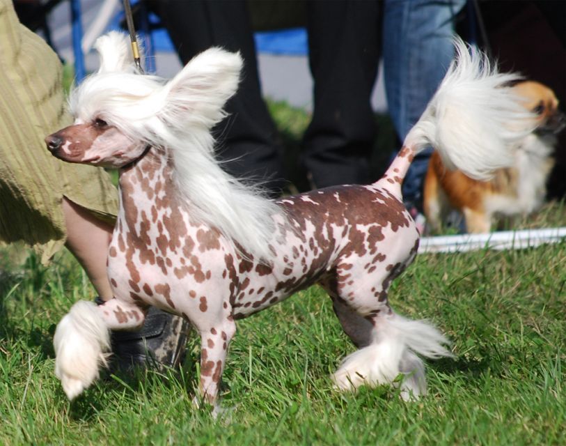 De La Mahafu's Love Angels Giggi