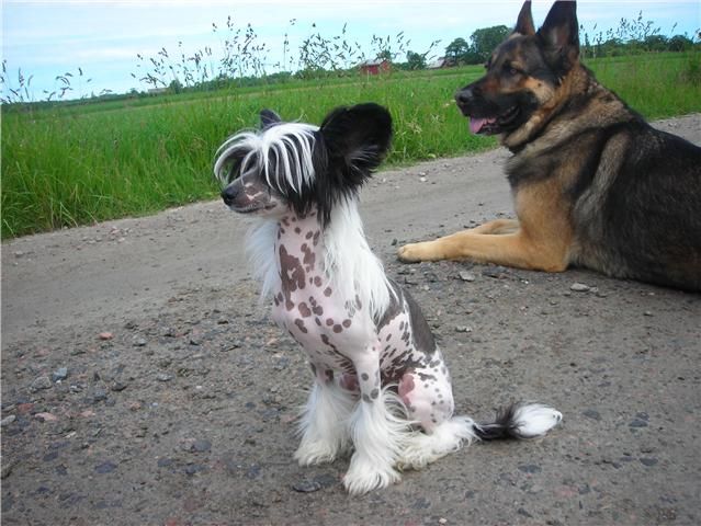 De La Mahafu's Love Angels Griffin