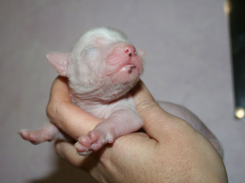 dhit'jy du pave de varennes