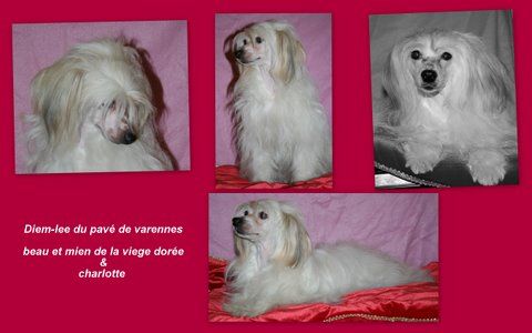 diem-lee du pave de varennes