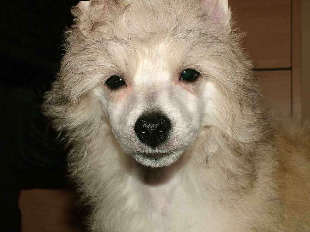 Piciri Henry Herbert