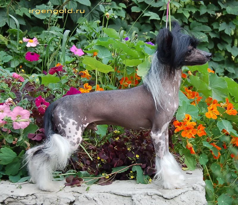 Bi-lav Plus Spartak Irgen Gold 20.07.2008-04.01.20