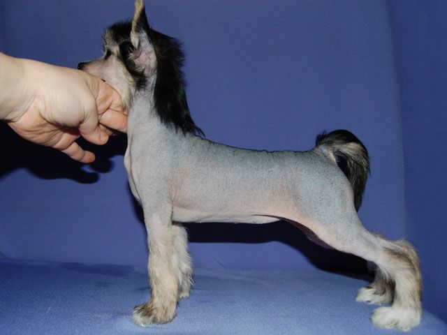 True Magnifisen Shine of Diamond