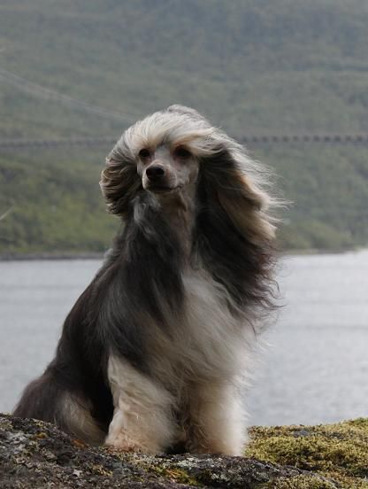 Arte Figure Dionysos