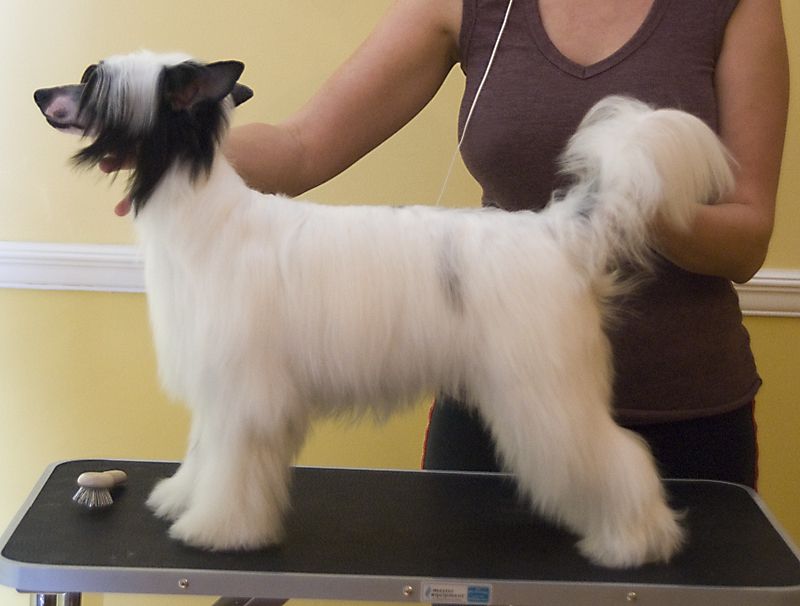 Crest-Vue's Kahlua and Cream