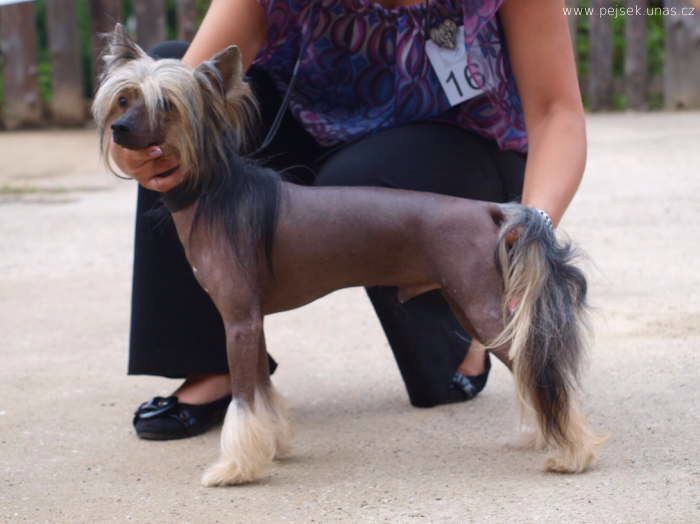 Fellow Plysovy pritel