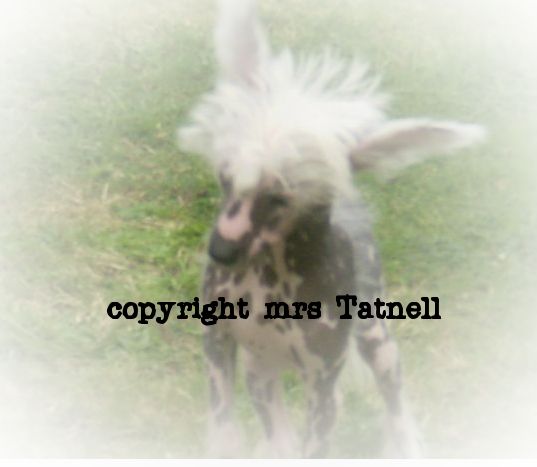 spiritcrest hot gossip