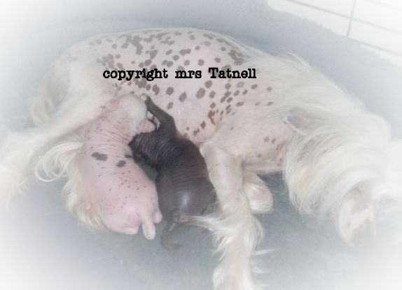 spiritcrest in the pink