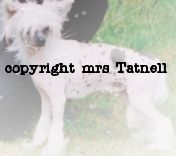 Spiritcrest Gorgeous