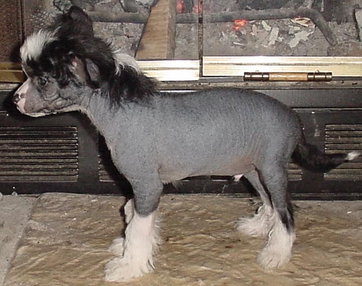 NH Geoffrey V Plantagenet