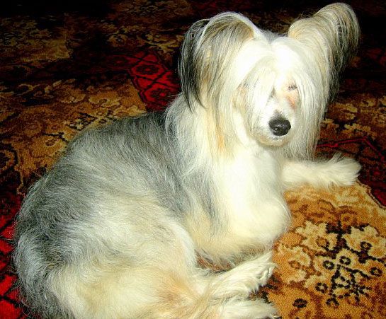 Sapfir iz Tsarskogo Sela Hitana