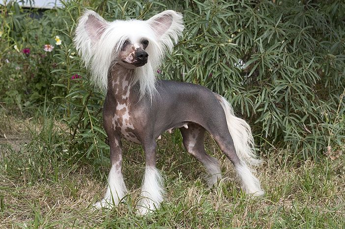 Viva La Diva Victoria