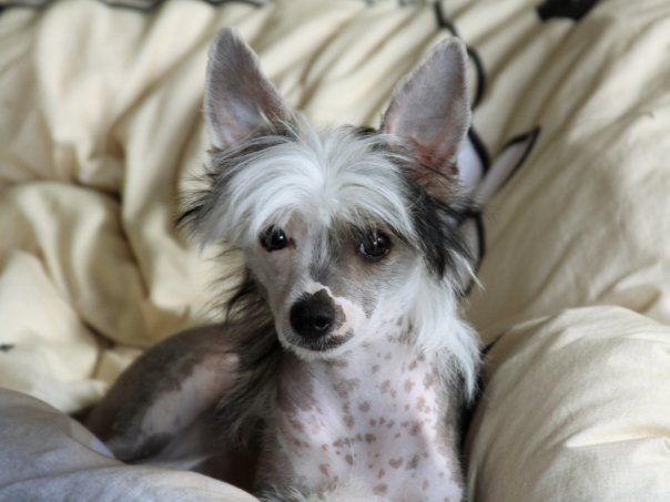 Sapfir iz Tsarskogo Sela Shampan'