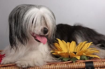 Sapfir iz Tsarskogo Sela Shanel'