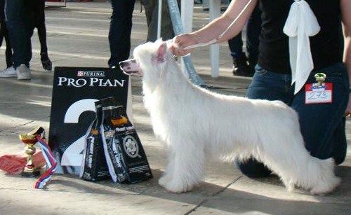 Olegro Katrin Magic Melody