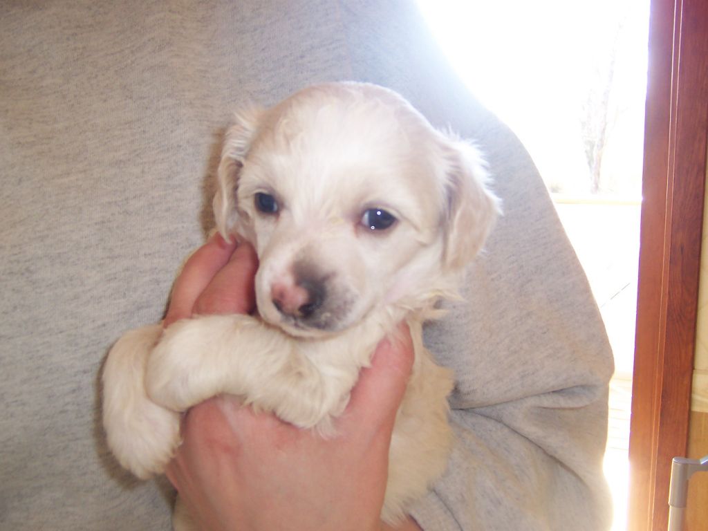 Sea Fire's Uno Rockferry