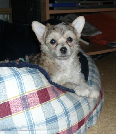 Candy Queen's I'm Your Dream