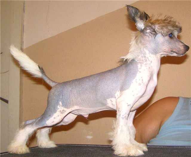 Slava Donbassa Minodora