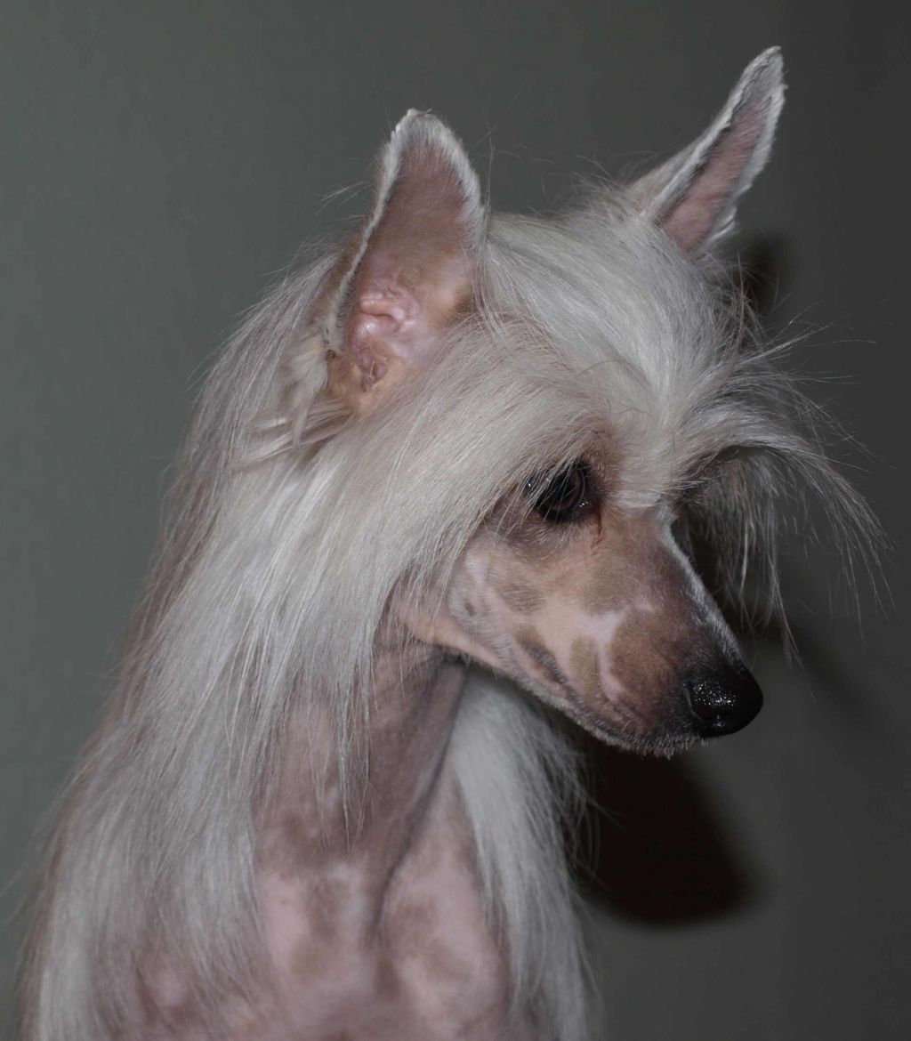 Gingels Plysovy pritel