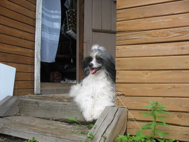 Strong Style Nesty Rikky