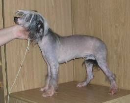 Strong Style Angelina Djeffy