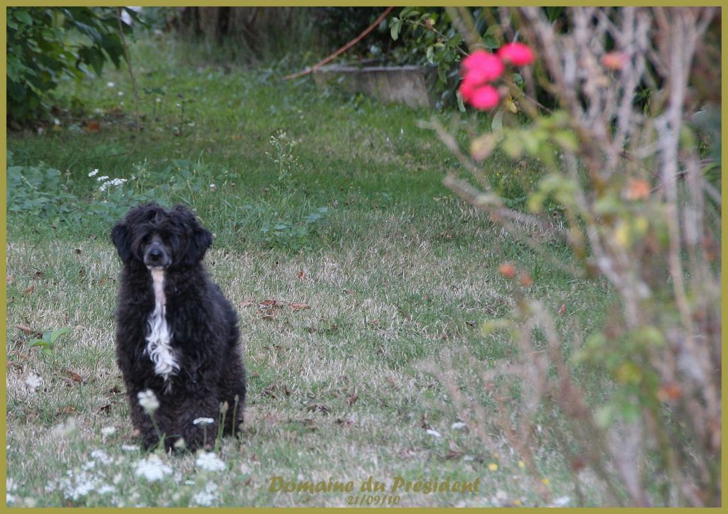 Richelieu Sub-O-Divo