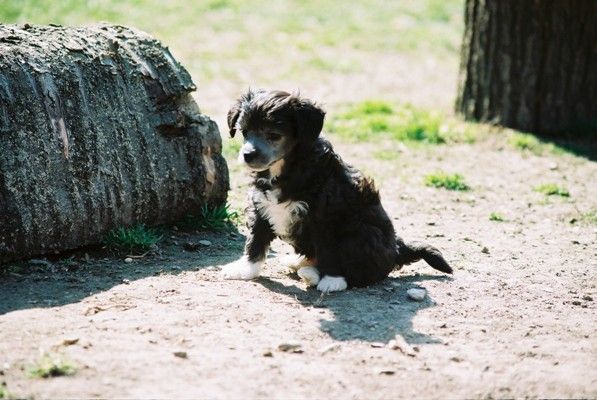 Laureola's Koby in Black