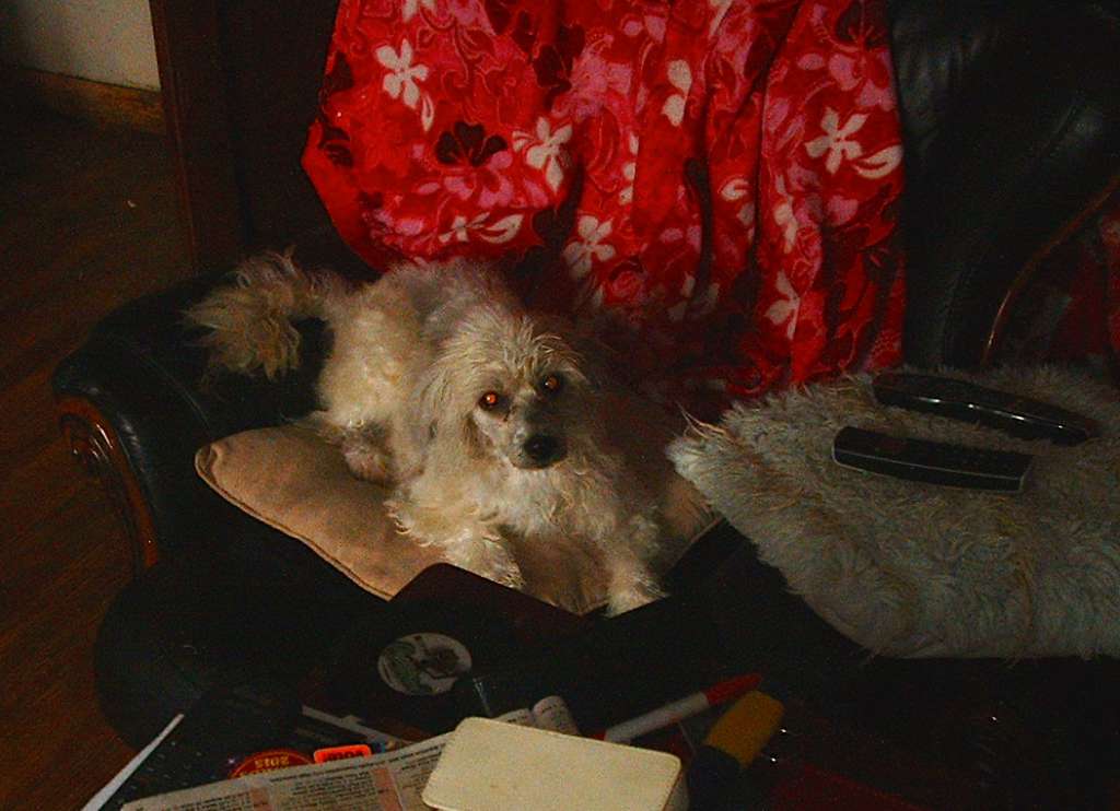 Jhanchi Seven Seas Of  Rye at Harene