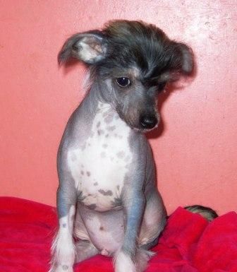 Sapfir iz Tsarskogo Sela Cheiz