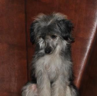 Sapfir iz Tsarskogo Sela Jujina 